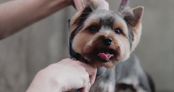 Grooming Salon. Caring for a Little Friend.