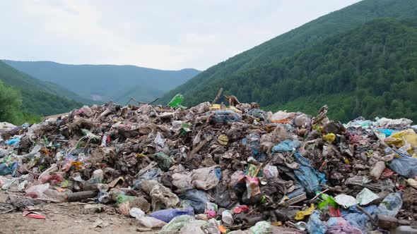 Contaminated Forests with Plastic Debris