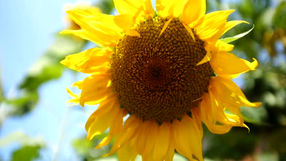 Sunflower in sun, closeup.