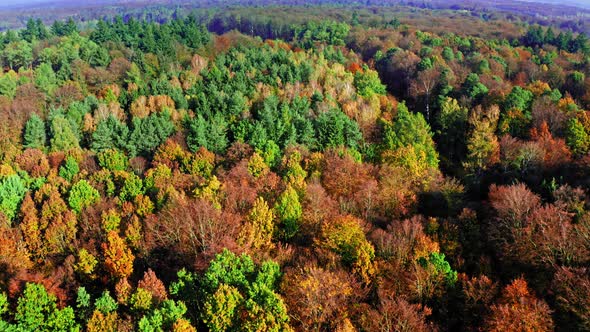 Aerial view of colorful autumn forest in Poland