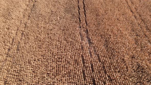 Flying over dry corn field, top view, Ukraine, Europe. Aerial view of cornfield