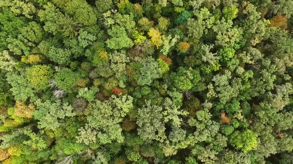 Green And Yellow Trees