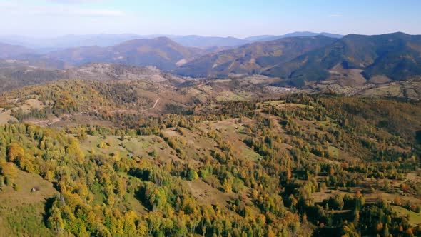 Drone Flies Over the Pine Forest