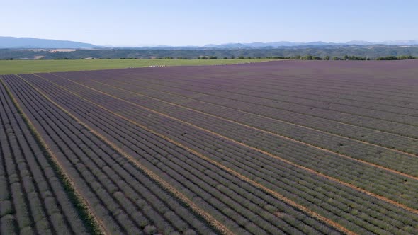 Flying over Valensole plateau and its lavender fields in Provence, France