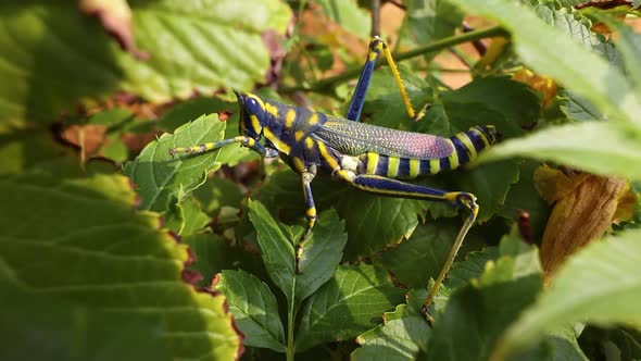 Aularches Miliaris Is a Monotypic Grasshopper Species of the Genus Aularches