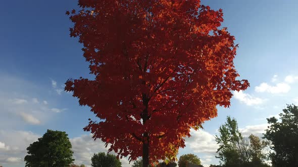 Red maple tree