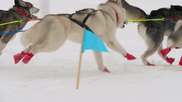 Team of Husky Sled Dogs with Dog-Driver