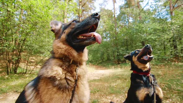 Clip of German Shepherd and westpointer panting and waiting for a treat.