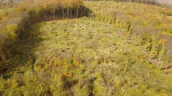 Autumn forest with bright orange and yellow leaves. Dense woods in sunny fall weather.