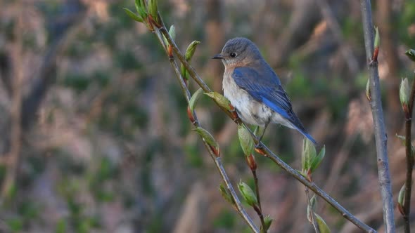 A wonderful male Eastern Bluebird stays alert while perched on a branch