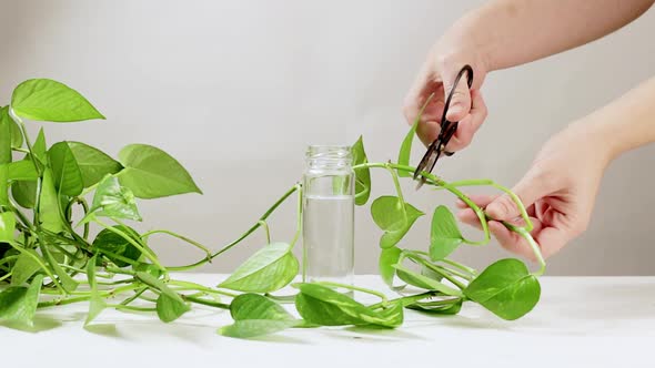 Propagating Epipremnum plant by cutting