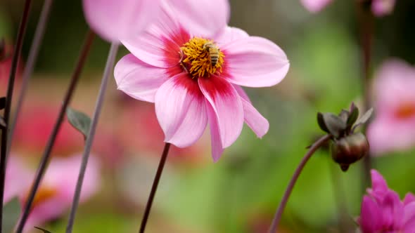 Dahlia' Happy Mador' with bee's collecting pollen from the flowers. PAN UP SHOT.