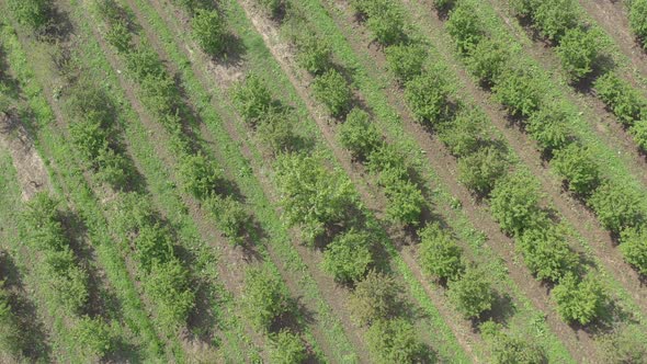 High above cherry fruit orchard 4K aerial video