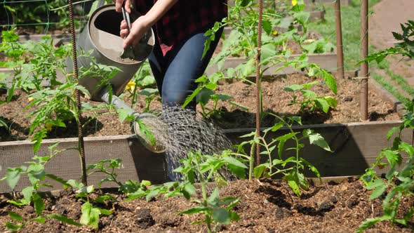 Dolly Video of Female Farmer Watering Fresh Organic Vegetables Growing on Garden Bed with Watering