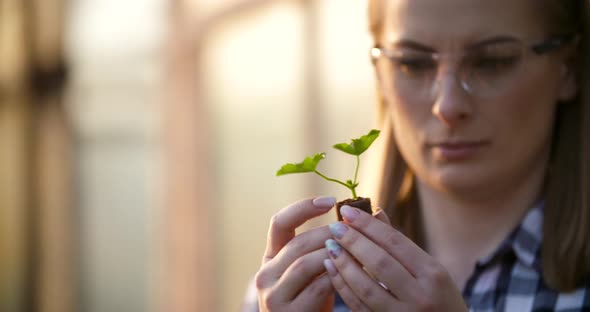 Close Up of Scientist or Researcher Looking at Young Plant and Examining Plant