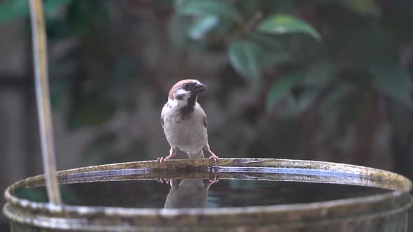 Little Sparrow birdie drinking and dipping in water bucket.