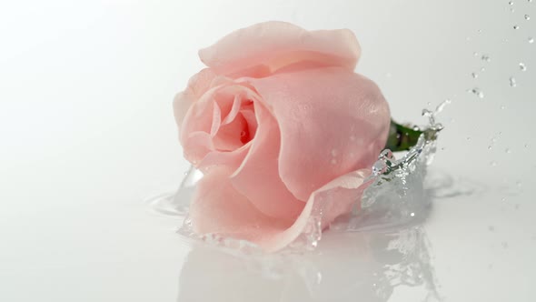 Pink rose falling on water surface. Slow Motion.