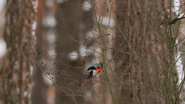 Eurasian Bullfinch Bird Common Bullfinch  Pyrrhula Pyrrhula Siting On Tree In Winter Forest