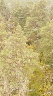 Vertical Video of a Forest in an Autumn Day