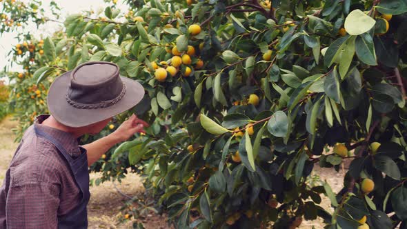 Farmer in the Orchard with Orange Trees