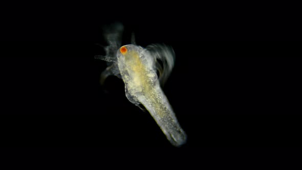 Movement Larvae, Nauplios Artemia Salina