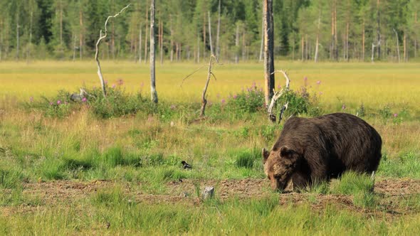 Brown Bear Ursus Arctos in Wild Nature Is a Bear