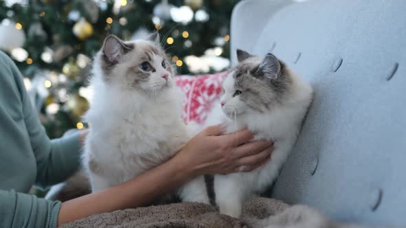 Girl with Ragdoll Kittens in Christmas