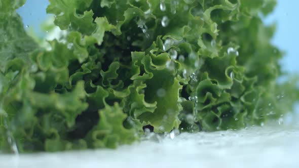 Water splashing on fresh lettuce in slow motion; shot on Phantom Flex 4K at 1000 fps alt
