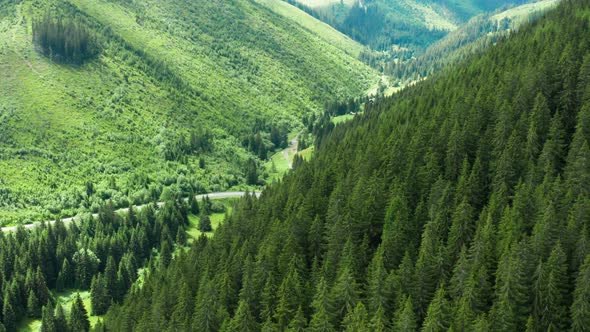 Aerial View of Green Fir Forest and Mountains