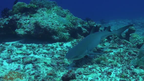 whitetip reef shark stopping on coral reef lying down on coral rubble