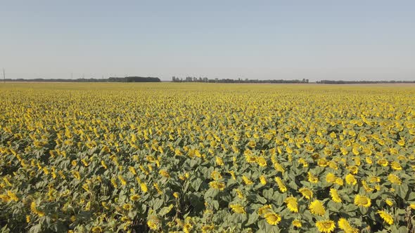 Drone Video of Sunflower Field in Sunny Day