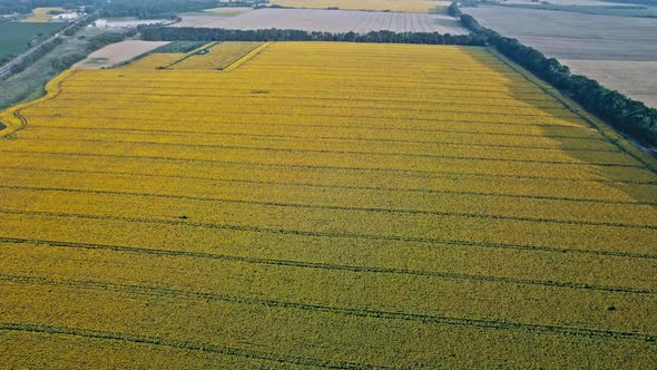 Above of Sunflowers in Blossom