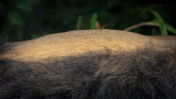 Lion Breathing Body Closeup