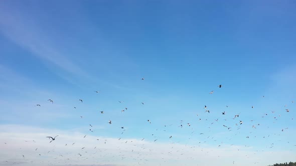 Istanbul Bosphorus Seagulls Aerial View