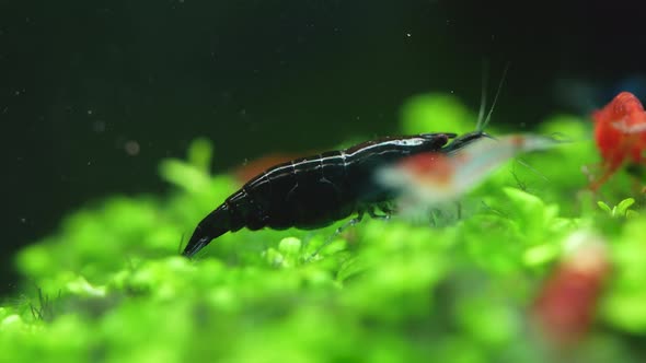 Chocolate Shrimp On Green Plant look for food in aquarium tank.