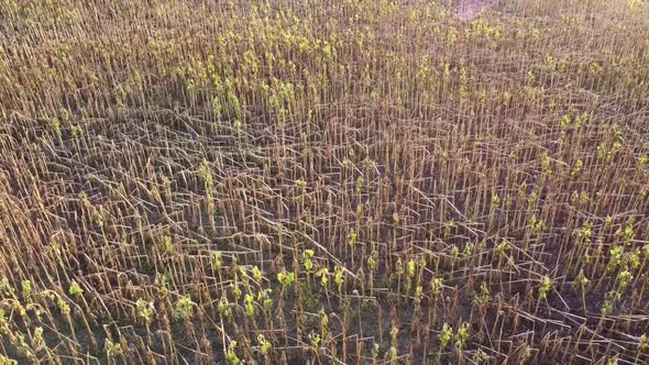 Broken sunflower stalks that fell after the storm