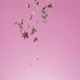 Herbs and Spices Falling Down on Pink - VideoHive Item for Sale