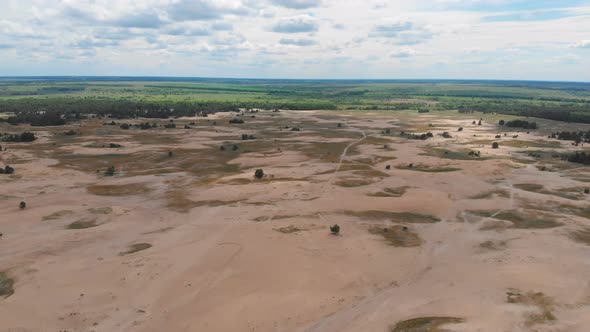 Deforestation Disaster Change Climate Global Warming Pine Forest in Ukraine alt
