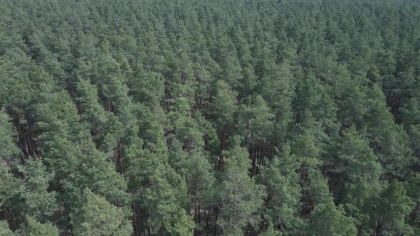 Green Pine Forest By Day Aerial View