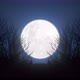 Big Full Moon Forest In The Moonlight Loop 4k - VideoHive Item for Sale