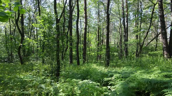 Beautiful Green Forest on a Summer Day Slow Motion