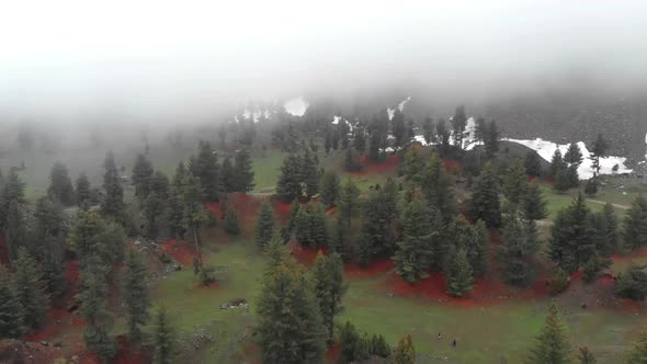 Aerial Over Grassland View Trees At Naltar Valley Floor. Dolly Forward