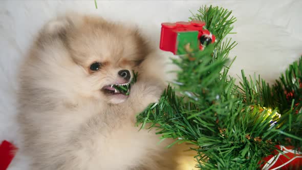 Pomeranian Puppy Biting a Christmas Tree Branch