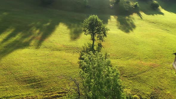 Summer morning on the meadow