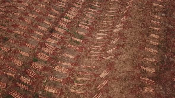 Aerial bird's eye view of a field of harvested sugar cane panning and rising