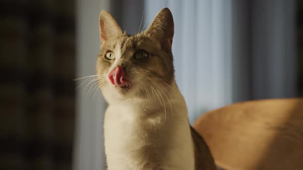 Portrait of a Cute White Domestic Cat Licking Up Her Face with a Tongue