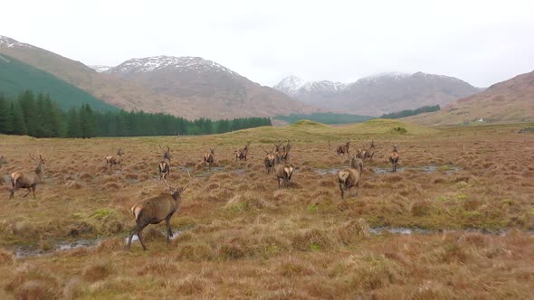 A Herd of Red Deer Stags in Scotland in Slow Motion