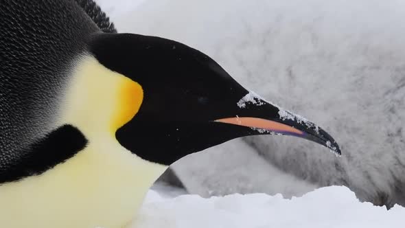 Emperor Penguin Close Up in Antarctica