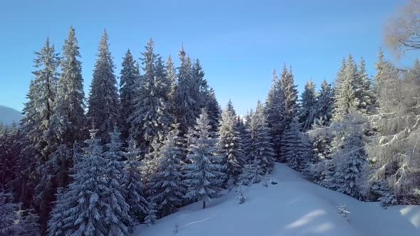 Flying Over the Forest in the Mountains in Winter