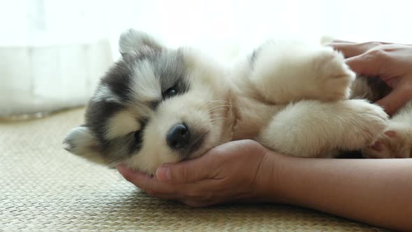 Asian Woman Playing With Her Siberian Husky Puppy